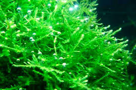 Maybe you would like to learn more about one of these? Java Moss Care Guide Planting Growing And Propagation Shrimp And Snail Breeder