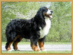 They have the natural instinct to protect and care for their owners. Vert Monts Bernese Mountain Dogs Bernese Mountain Dog Breeder Vermont Usa