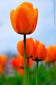 Tulip petals can be simple oval shapes or they can be frilly showy blooms with various shades of whites, yellows, pinks, and oranges. Orange Tulips Orange Tulips Tulips Garden Beautiful Flowers