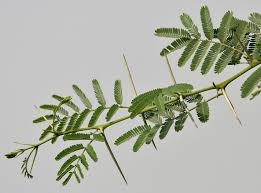 Image result for Acacia nilotica