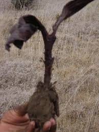 Image result for Satyrium crassicaule