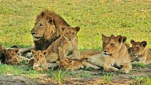 A Pride Of Lion Relaxing In The Shade Images Of Kruger National Park Lukimbi Safari Lodge Lion Pride African Lion Lion