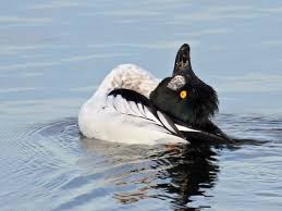 Identification Water Birds Of Colorado Common Goldeneye Identification All About Birds Cornell Lab Of Ornithology Birds Ornithology Black And White Bodies