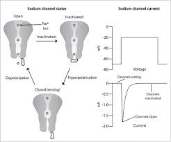 Image result for Sodium Channel Blocker