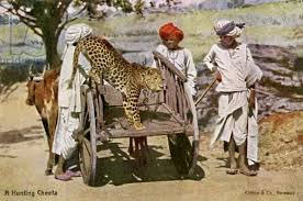 The Cheetah Hunt in India: When Royalty Ran with the Fastest Predator | UH.app