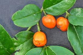 Image result for Cassinopsis ilicifolia