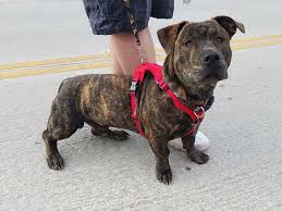 Được biết con chó pit bull đầu tiên được du nhập về việt nam vào năm 2003. Gia Cho Pitbull Thuáº§n Chá»§ng Táº¡i Viá»‡t Nam Báº£ng Gia Chi Tiáº¿t Nháº¥t Cho Nhá»¯ng Ai Quan Tam