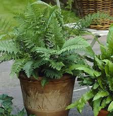 Growing ferns… with their amazing variety of foliage forms and delicacy of pattern have always the diversity of type of ferns lends difficulty to the decision which to grow… as indoor plants in pots or in. 21 Best Ferns For Containers That You Can Grow Indoors Outdoors Easily Balcony Garden Web
