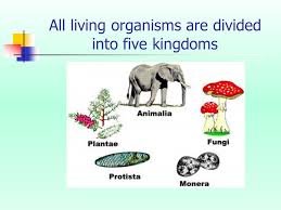 The Five Kingdoms Of Living Organisms Nameinstitution Ppt