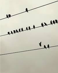 Bird On The Run Pittsburgh Pa Birds On A Wire Jpg Image Bird Line Drawing Pole Art Line Drawing