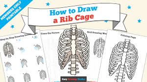 Inferior border of rib i: How To Draw A Rib Cage Really Easy Drawing Tutorial