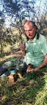 Día de cosecha de peperina serrana con Daniel Canessa Si querés conocer  como cultivamos está especie podés consultar por los cursos de capacitación  en el cultivo de Peperina serrana #mariasdelcielo  #mariasdelcielopeperinaserrana #canessa #