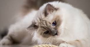 Epingle Sur Les Plus Beaux Chats
