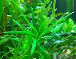 Image result for Heteranthera