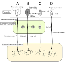 Somatosensation Boundless Biology