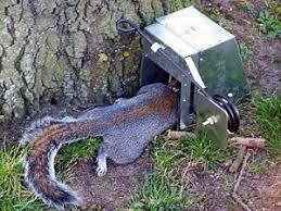 Make a simple and cheap squirrel trap squirrels have been a wilderness meat staple for centuries, and you can set a very simple trap using some pvc pipe, bait and a little bit of oil or cooking spr… Top 4 Best Squirrel Traps To Buy 2019 Review Pest Wiki