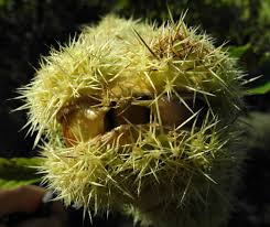 Ess Kastanie Frucht Braun Gruen Stachelig Castanea Sativa 25 Pflanzenbilder Bild Image Kastanien Fruchte Pflanzen