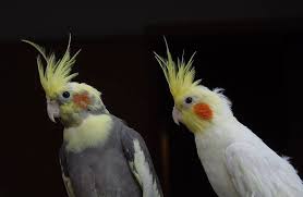 Apakah burung peliharaan anda sedang sakit? 7 Jenis Burung Peliharaan Yang Mudah Dipelihara Tokopedia Blog