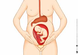 Da der bauch bei einer zwillingsschwangerschaft schneller wächst als bei einer einlingsschwangerschaft, ist das risiko, dehnungsstreifen zu bekommen, bei einer zwillingsschwangerschaft höher. Ein Baby Wachst In Mamas Bauch Kamishibai Bildkartenset Entdecken Erzahlen Begreifen Sachgeschichten Sachgeschichten Fur Unser Erzahltheater Hauenschild Lydia Penava Mile Amazon De Bucher
