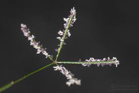 Image result for Cynodon aethiopicus