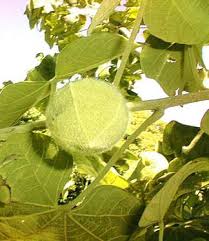 Image result for Chazaliella abrupta