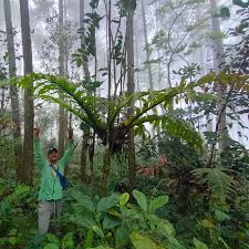 Image result for Drynaria volkensii