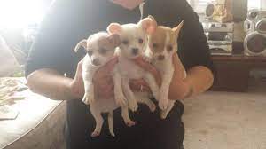 Here at daves teacup chihuahua puppies, adopt an apple head, long and short hair, toy teacup chihuahua puppies for sale teacup chihuahua for purebred akc registered chihuahua puppies available for adoption. Teacup Chihuahua Pets And Animals For Sale Illinois