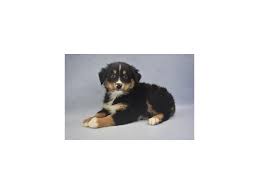 Quality australian shepherds puppies for sale in cheyenne, wy. Visit Miniature Australian Shepherd Puppies For Sale St Augustine Florida