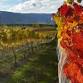 Central Otago Food and Wine Tasting Tour | Winerist event image