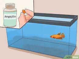 If your betta shares its tank with any other fish or aquatic creatures, move it to a quarantine or hospital tank immediately upon identifying it as sick, regardless of the nature of the disease. 6 Ways To Tell If A Betta Fish Is Sick Wikihow