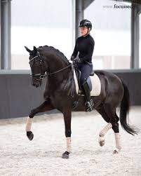 04, 2020 algeco further strengthens nordic presence with acquisition of wexus group read more london, jun. 900 Dressage Ideas In 2021 Dressage Dressage Horses Horses