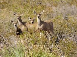 Pin By Linda Chumbley On Earth Fauna Texas Animals Animals Tx State Parks