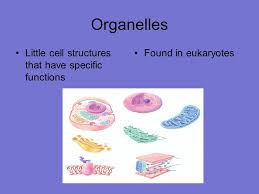 A cell membrane encloses the cytoplasm and all contents of the animal cell. Organelle Flip Book Organelles Cell Membrane Cytoplasm Cell Wall Ppt Video Online Download