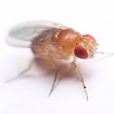 fruit flies, drain flies and fungus gnats