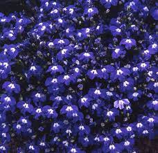 Pin On Gardening And Outdoors