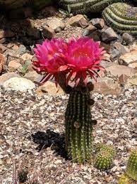Pachycereus pringlei (mexican giant cardon) is the tallest cactus species in the world, with a maximum recorded height of 63 feet (19.2 m). Tucson S Arizona Sonora Desert Museum S Blooming Torch Cacti Wanderwisdom