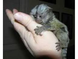 This is probably where many of you will switch off from the idea of owning a finger monkey. Heart Melting Finger Pygmy Marmosets Monkeys Marmoset Monkey Pygmy Marmoset Monkeys For Sale