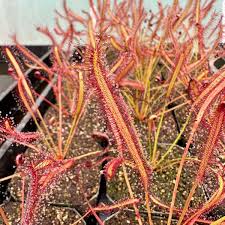 Image result for Drosera pilosa