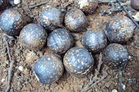 Image result for Vitex doniana