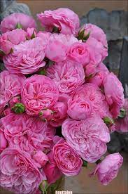 She required very little direction and went the extra mile to put together some very gorgeous corsages for the girls. Shurub Filer 2017 Japan Kawamoto Makiko Filer Japan Kawamoto Makiko Quotfilerquot Shurub Beautiful Flowers Pretty Flowers Amazing Flowers