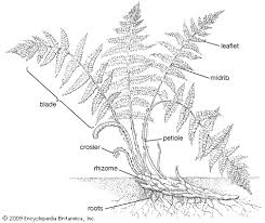 Image result for Gleicheniaceae