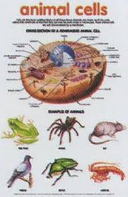 Chart Anatomy Animal Cell Life Science Schooling Stage
