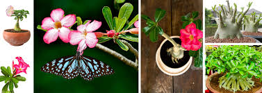 There are bats that live in arizona. Key Winter Care For Adeniums