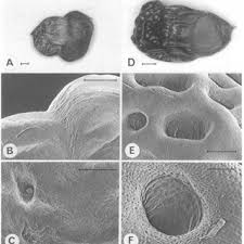 Image result for Cyanastrum