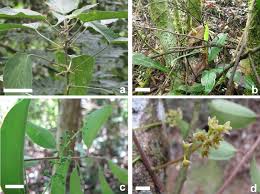 Image result for Acalypha ambigua