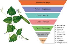 Image result for Psophocarpus lancifolius