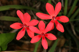 Image result for Freesia laxa