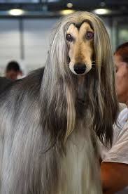 Yasani Iram Z Allahovy Zeme Ines Fiedler Facebook Afghan Hound Cute Dogs And Puppies Afghan Hound Puppy