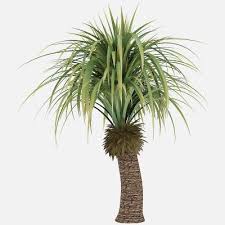 Small Palm Tree 3d Model In 2020 Small Palm Trees 3d Model Palm Trees