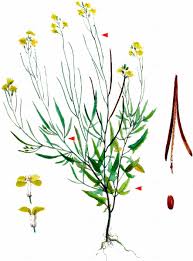 Image result for Sisymbrium orientale